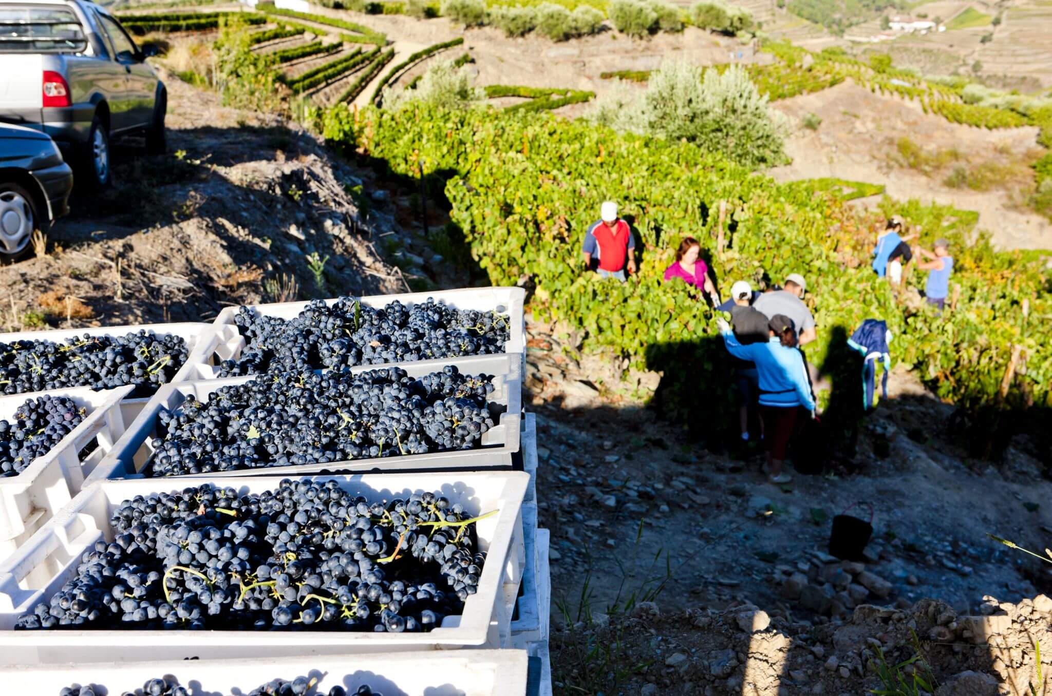 Bedny s hrozny ve vinohradu při sklizni v údolí řeky Douro